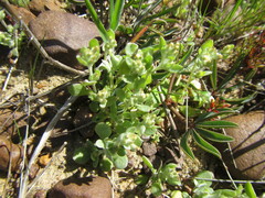 Troglophyton parvulum