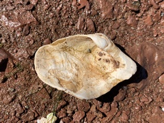 Zirfaea crispata