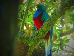 Pharomachrus mocinno