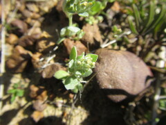 Troglophyton parvulum