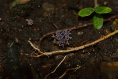 Ramariopsis pulchella