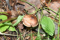 Cortinarius croceus