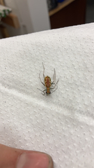 Ellipsoptera marutha