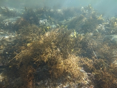 Sargassum