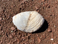 Zirfaea crispata