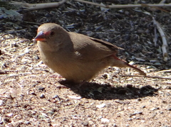 Lagonosticta senegala