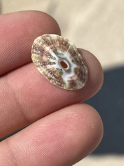 Fissurella microtrema