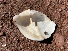 Zirfaea crispata