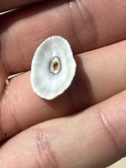 Fissurella microtrema