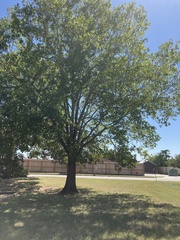 Carya texana