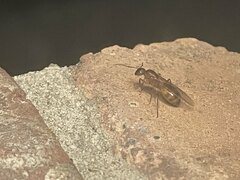 Camponotus festinatus