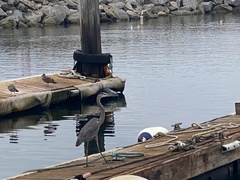 Ardea herodias