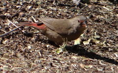 Lagonosticta senegala