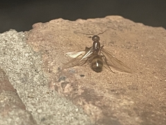 Camponotus festinatus