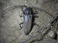 Enaphalodes hispicornis