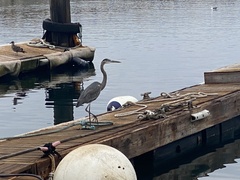 Ardea herodias