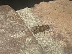 Camponotus festinatus