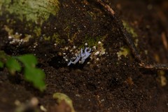 Ramariopsis pulchella