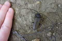 Enaphalodes hispicornis