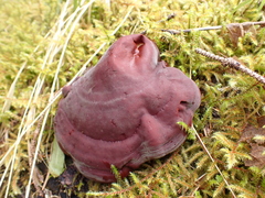 Ganoderma oregonense