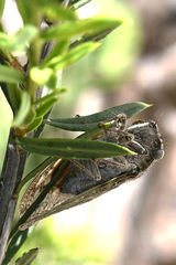 Cicadidae