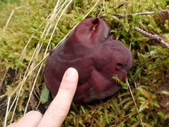Ganoderma oregonense