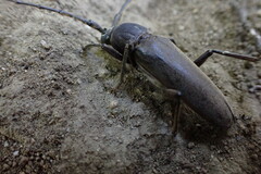 Enaphalodes hispicornis