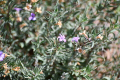 Dyschoriste schiedeana