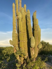 Pachycereus pringlei