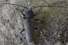 Enaphalodes hispicornis