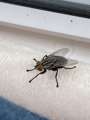 Calyptratae
