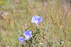 Ipomoea lindheimeri