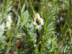 Astragalus tenellus
