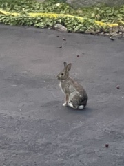 Sylvilagus floridanus