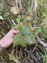 Ribes americanum