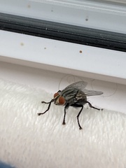 Calyptratae
