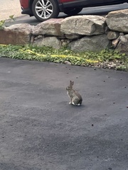 Sylvilagus floridanus
