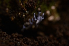 Ramariopsis pulchella