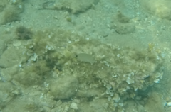 Diplodus