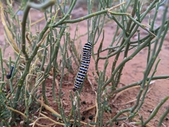 Papilio polyxenes rudkini