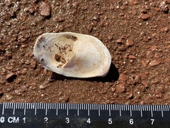Crepidula plana