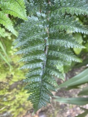 Polystichum oculatum