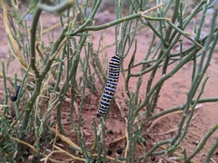 Papilio polyxenes rudkini
