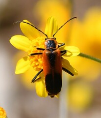 Chauliognathus limbicollis