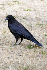 Corvus corone