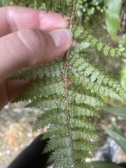 Polystichum oculatum