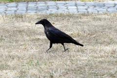 Corvus corone
