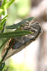 Cicadidae