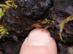 Oniscidea