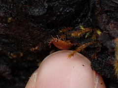 Oniscidea